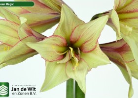 hippeastrum Green Magic (2)